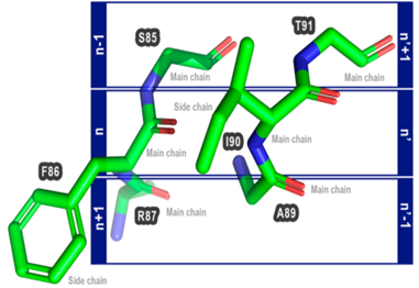 Proteus: An Algorithm for Stable Mutations Based on Known Protein 3D Structures