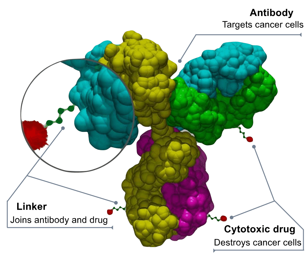 Understanding The Mechanism Of ADC Drugs Against Tumors