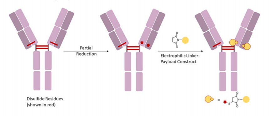 Characteristics and Coupling Methods of ADC Toxins