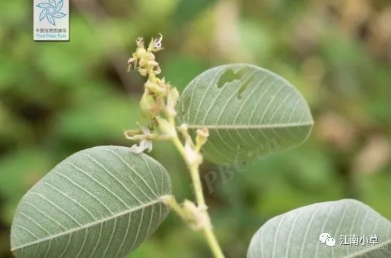 Overview of Desmodium Styracifolium (Broad Moneywort)