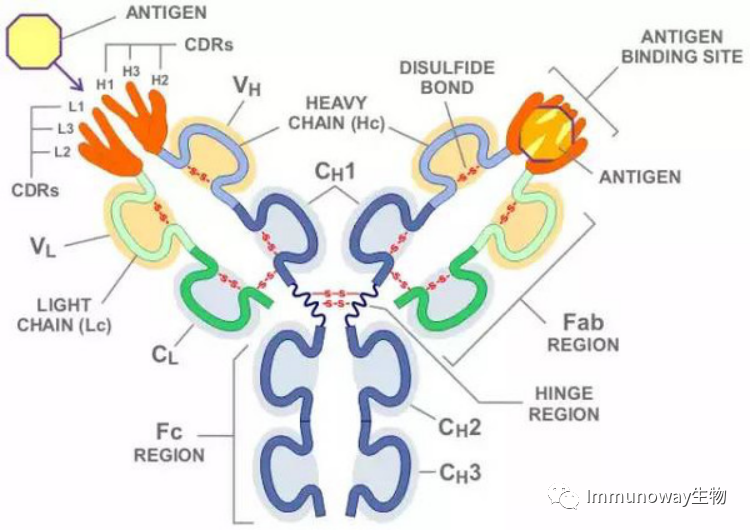 Principles and Color Matching of Secondary Antibody Selection