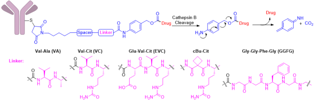 Classification, Cases, and Mechanism of Cleavable Linkers in ADC