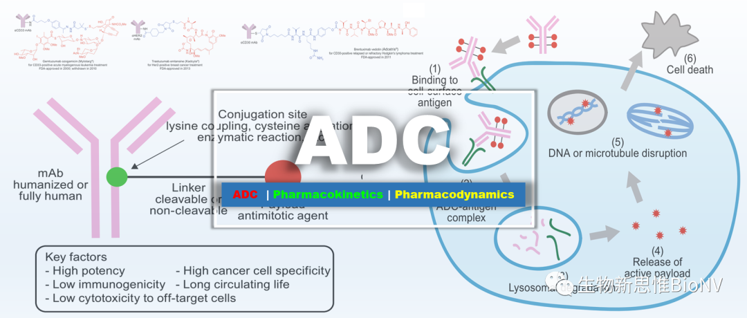 Key Considerations in ADC Design Based on Pharmacokinetics