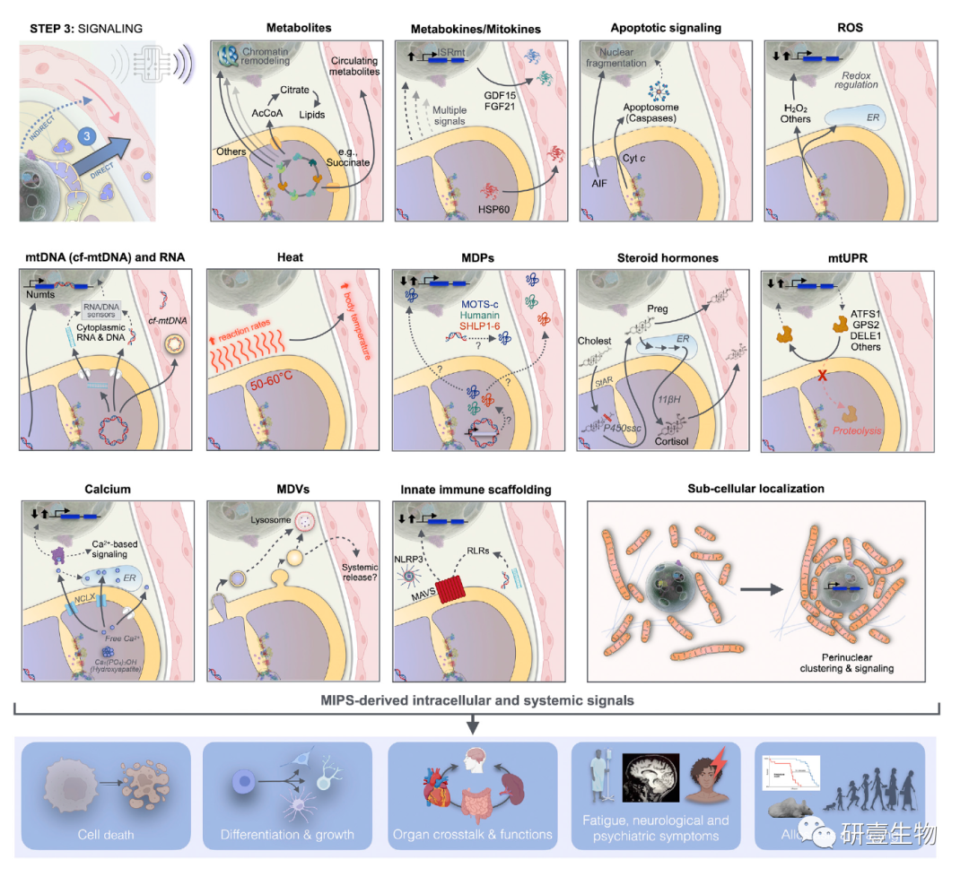 Mitochondrial Signal Transduction: A Comprehensive Overview