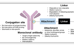Research Progress of ADC Drugs for Advanced Gastric Cancer Treatment