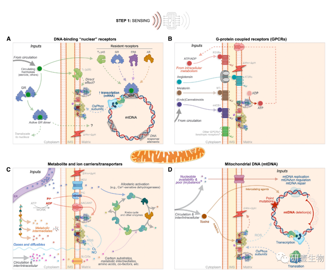 Mitochondrial Signal Transduction: A Comprehensive Overview