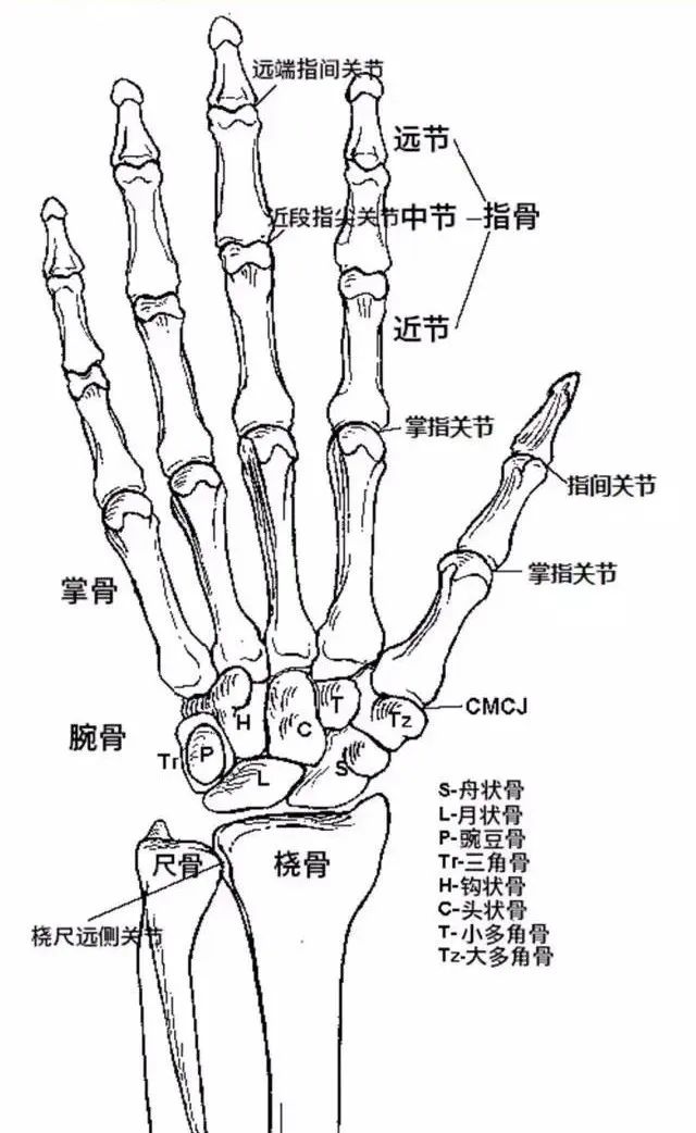 Can 3D Printed Bones Replace Original Ones?