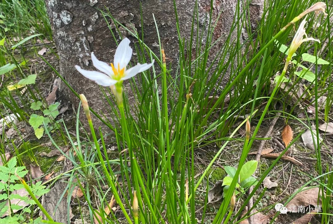Understanding The Herb Zephyranthes Candidus