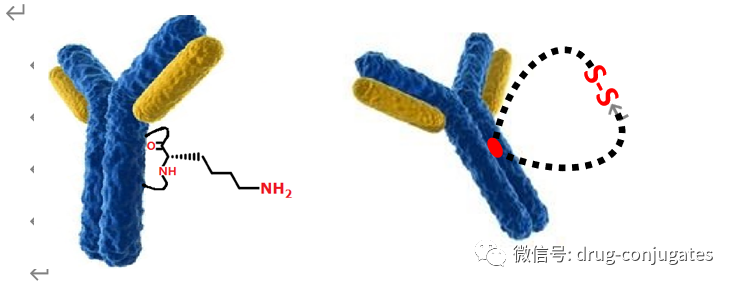 Characteristics and Coupling Methods of ADC Toxins