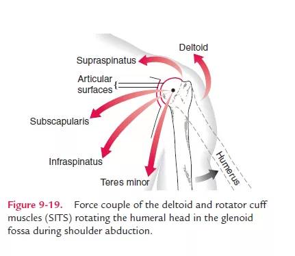 Key Aspects of Dynamic Stability in the Shoulder Joint