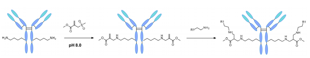 ADC Bioconjugation Technology
