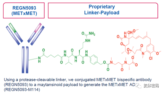 The Next Step for Bispecific Antibodies: Bispecific ADC?