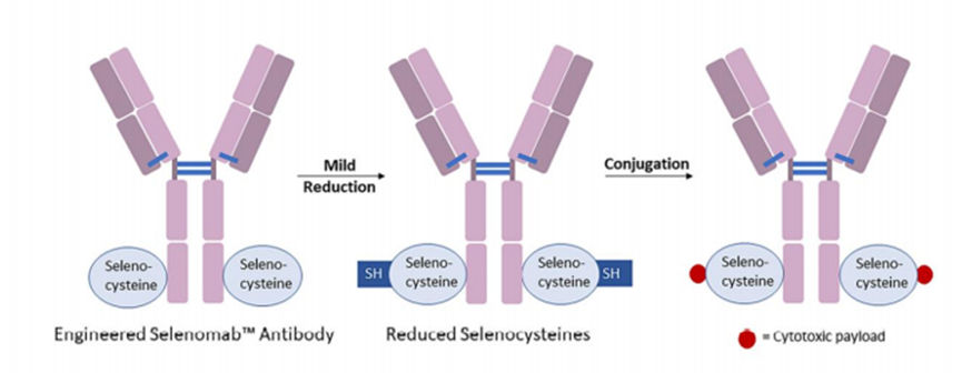 Characteristics and Coupling Methods of ADC Toxins