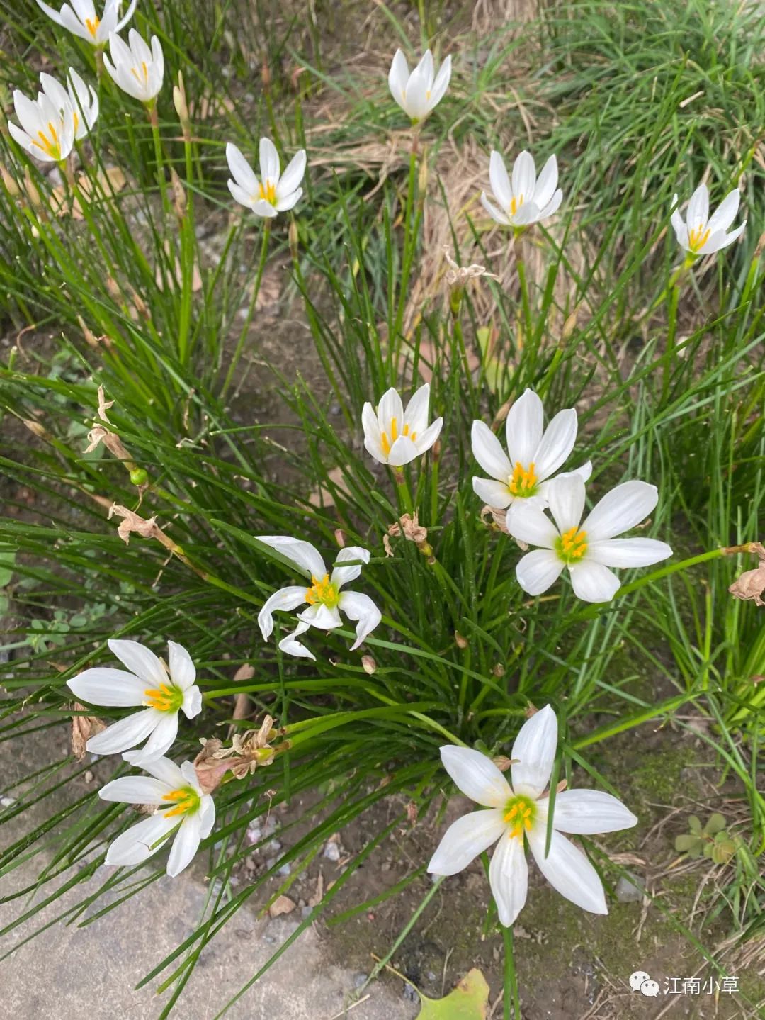 Understanding The Herb Zephyranthes Candidus