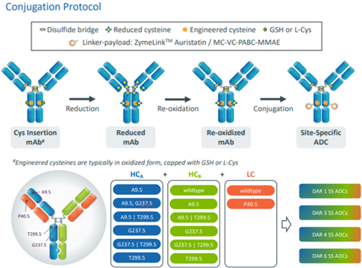 Zymeworks: Overview of Leading ADC Platforms