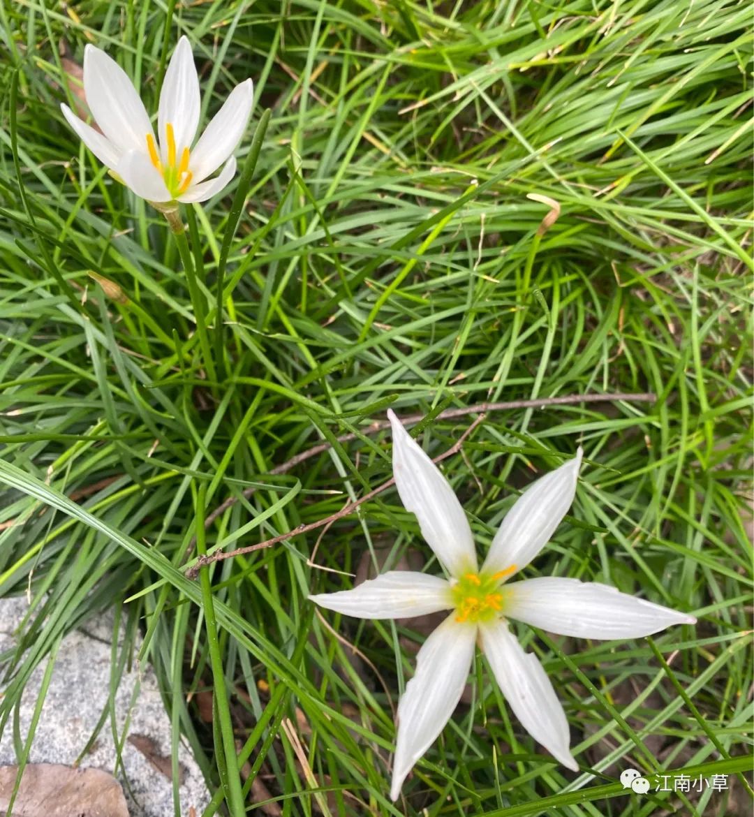 Understanding The Herb Zephyranthes Candidus
