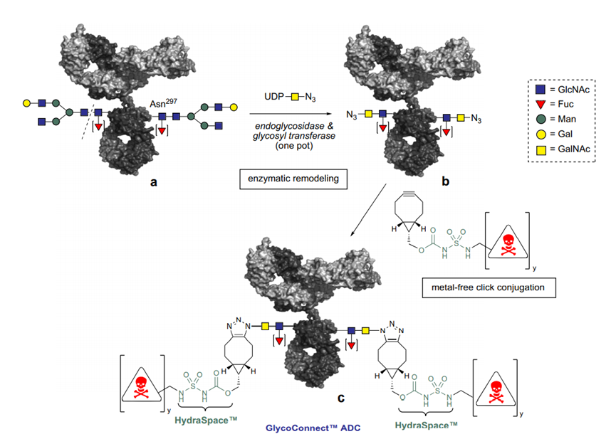 Characteristics and Coupling Methods of ADC Toxins