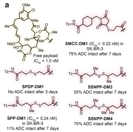 The Structure-Activity Relationship of ADCs