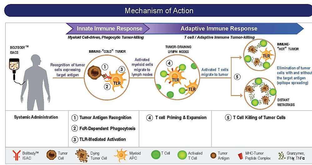 Technical Insights into 15 ADC Drugs and Future Innovations