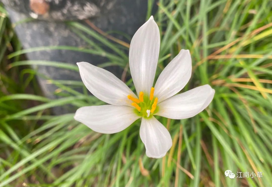 Understanding The Herb Zephyranthes Candidus