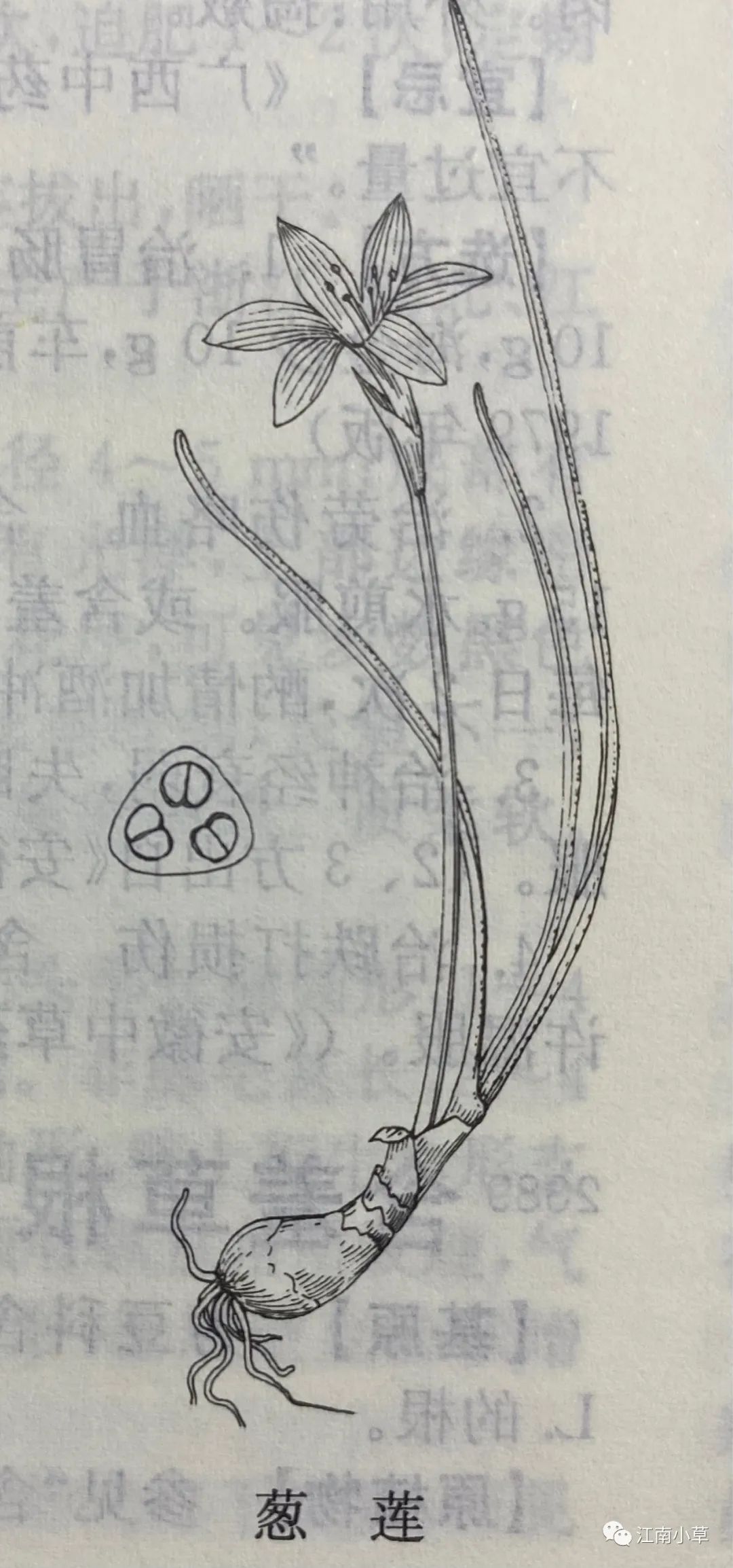 Understanding The Herb Zephyranthes Candidus
