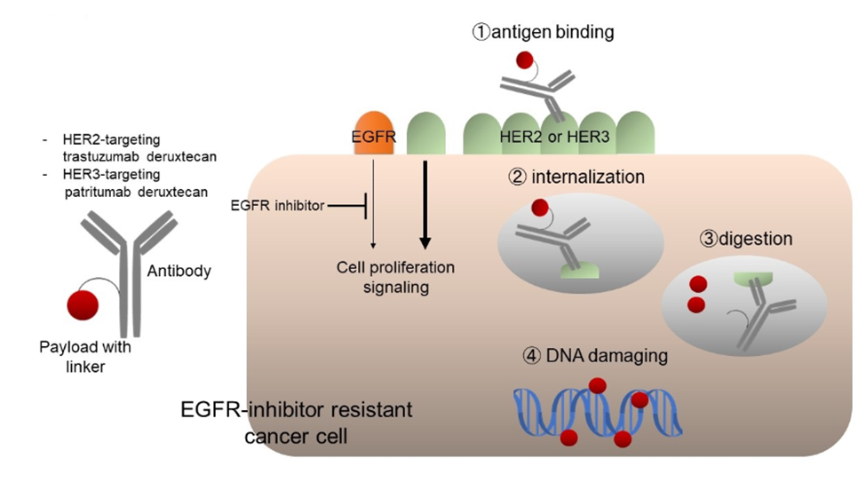 Different Treatment Targets of Breast Cancer ADCs