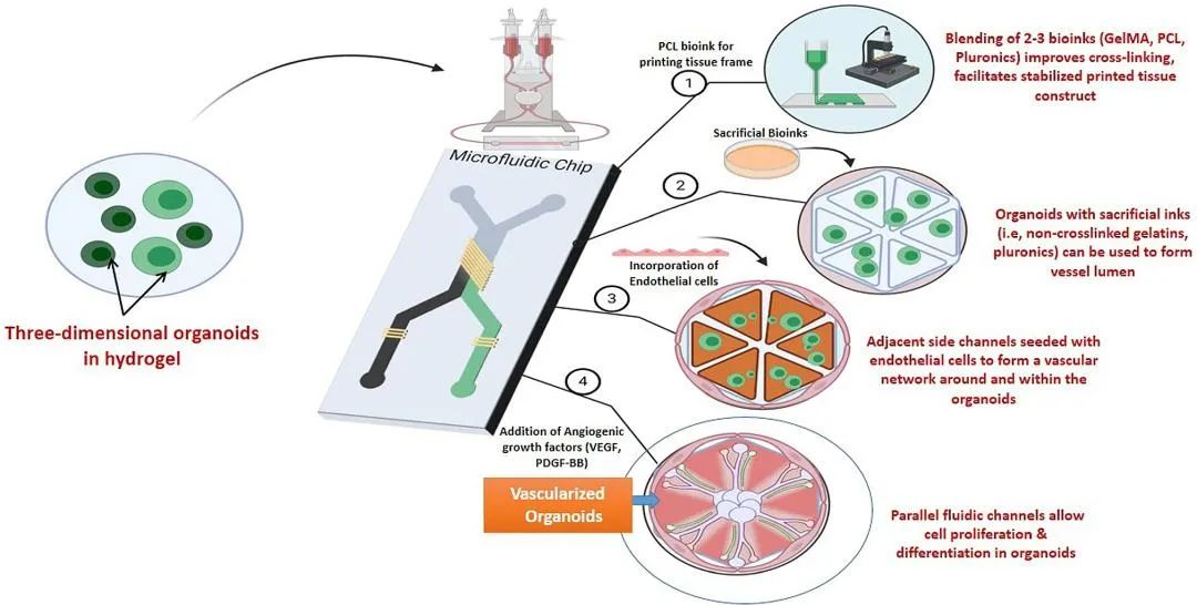 Bioprinting of Vascularized Tissues: A Comprehensive Review