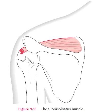 Key Aspects of Dynamic Stability in the Shoulder Joint