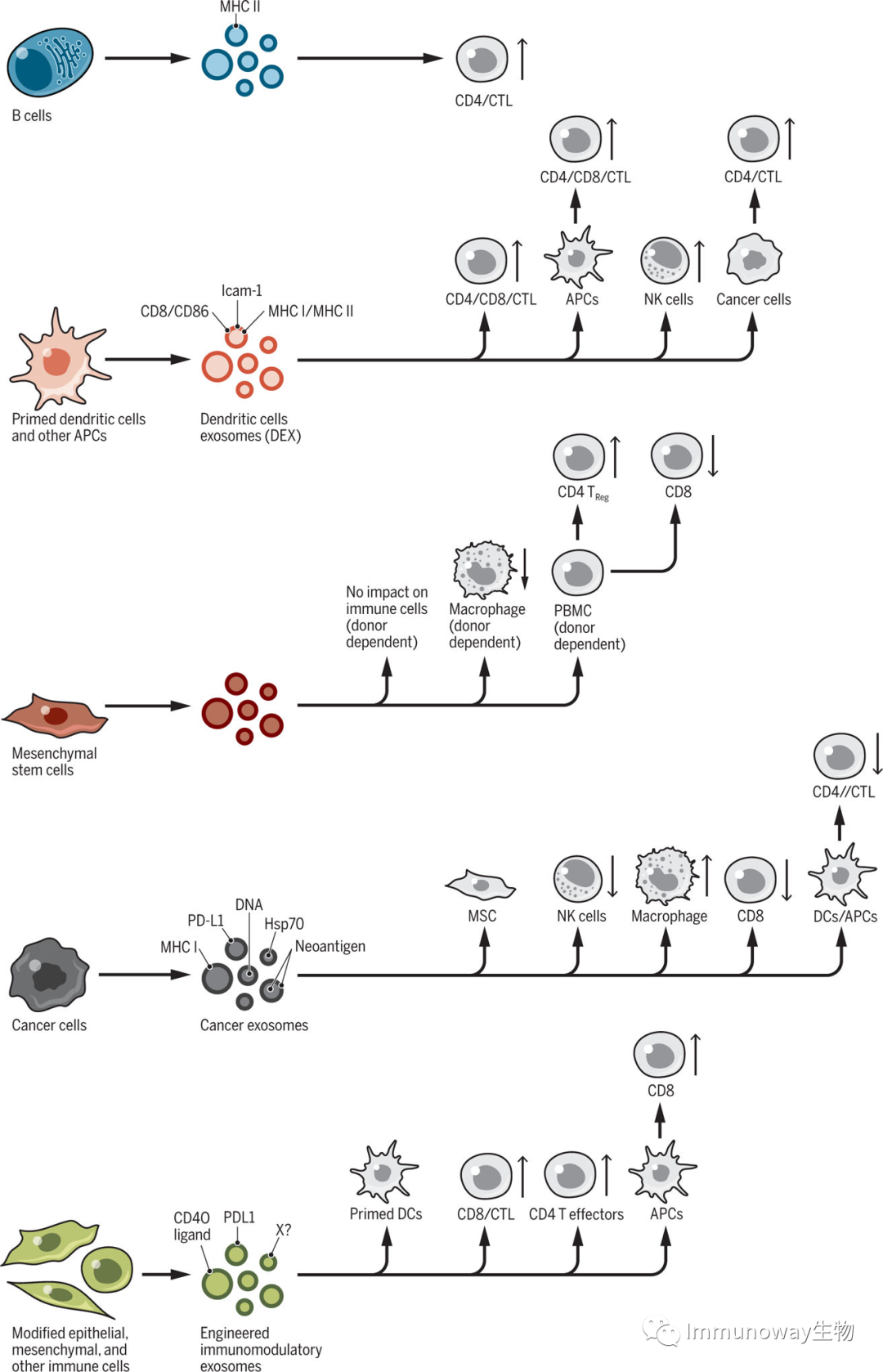 Extracellular Vesicles: Biological Functions and Clinical Applications