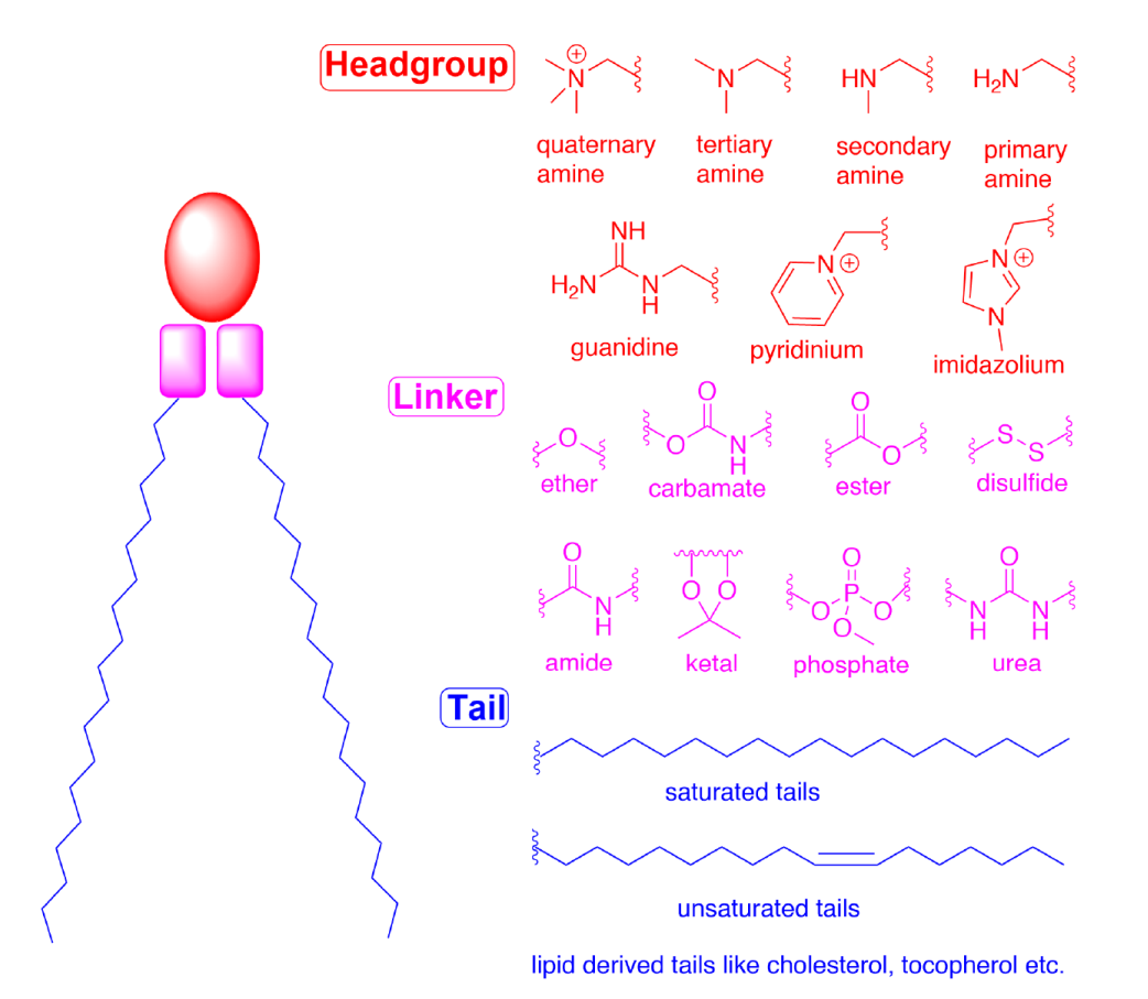 In-Depth Analysis of How Lipid Nanoparticles (LNP) Deliver RNA Drugs