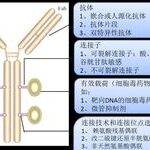 The Amazing 'Magic Bullet' - Antibody-Drug Conjugates (ADCs)
