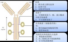 The Amazing 'Magic Bullet' - Antibody-Drug Conjugates (ADCs)