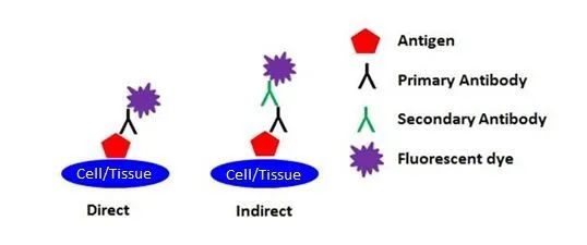 Understanding IF, ICC, and IHC Techniques