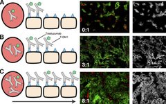 Bottlenecks in ADC Drug Efficacy