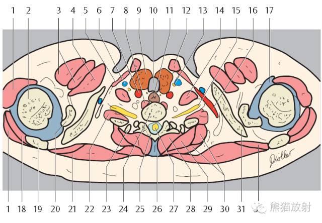 Chest Anatomy | Chest CT Cross-Sectional Anatomy