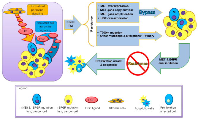 The Future of c-MET: Dual Antibodies, ADCs, or New Technologies?