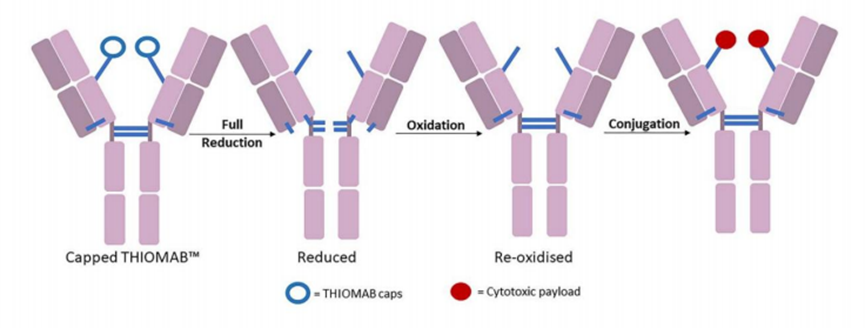 Characteristics and Coupling Methods of ADC Toxins