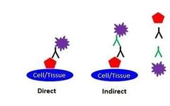 Understanding IF, ICC, and IHC Techniques