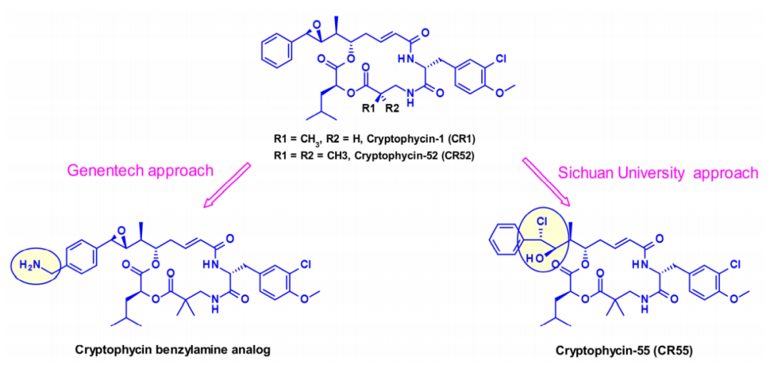 Overview of Antibody-Drug Conjugates (ADCs)