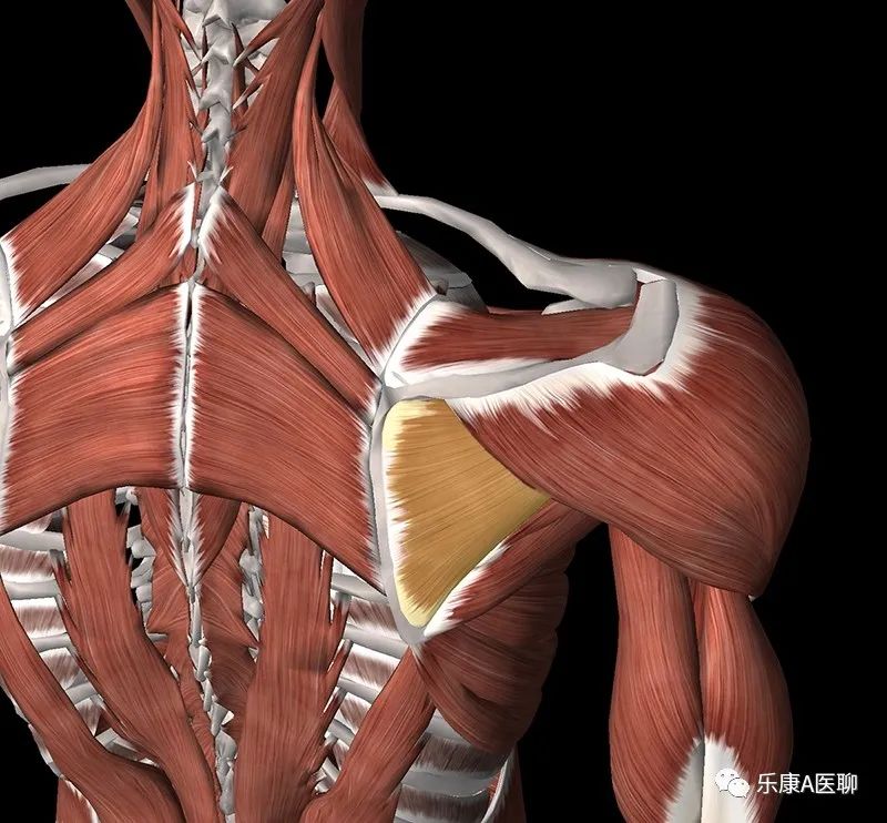 What We Should Know About the Infraspinatus Muscle