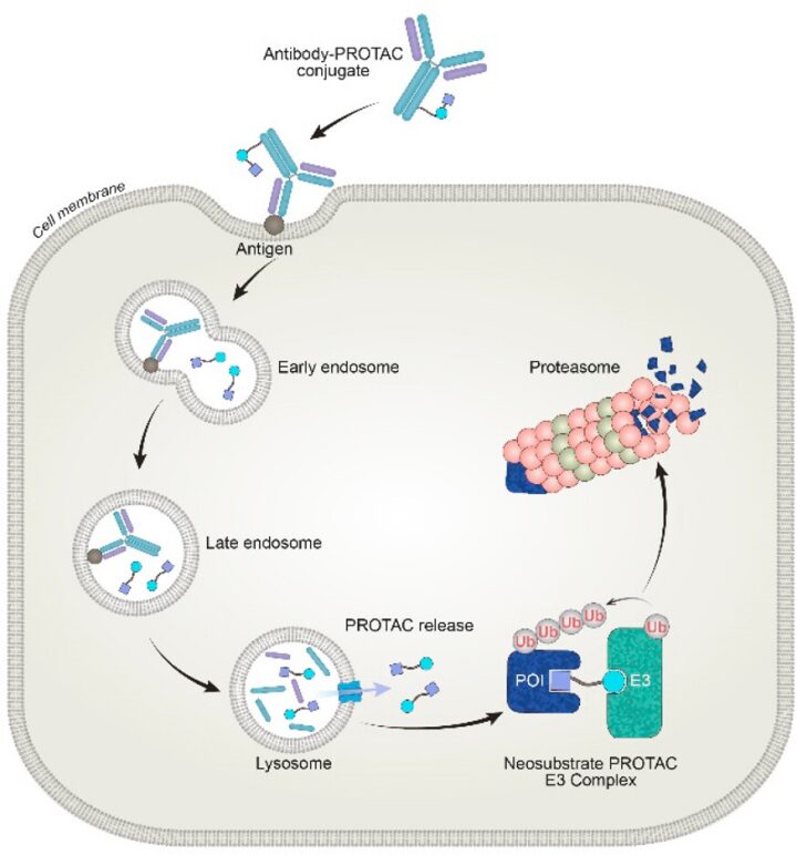Degrader-Antibody Conjugates: Risks on the Path from Concept to Reality
