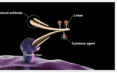 Classification, Cases, and Mechanism of Cleavable Linkers in ADC