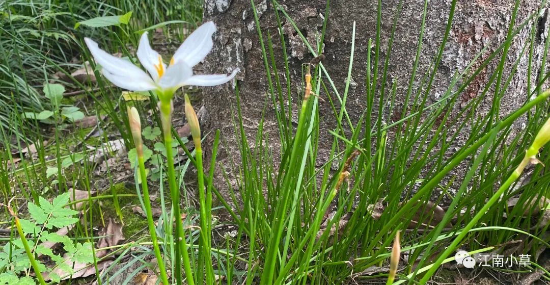 Understanding The Herb Zephyranthes Candidus