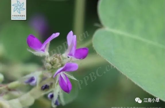 Overview of Desmodium Styracifolium (Broad Moneywort)