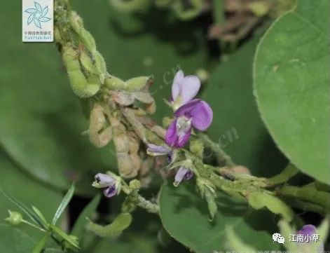 Overview of Desmodium Styracifolium (Broad Moneywort)