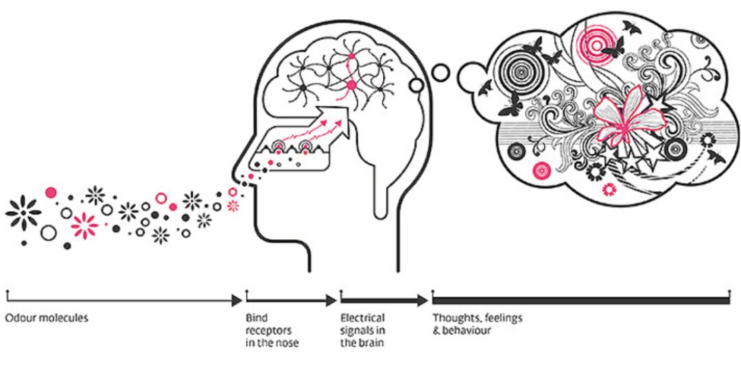 Sensory Physics 101 | Olfaction