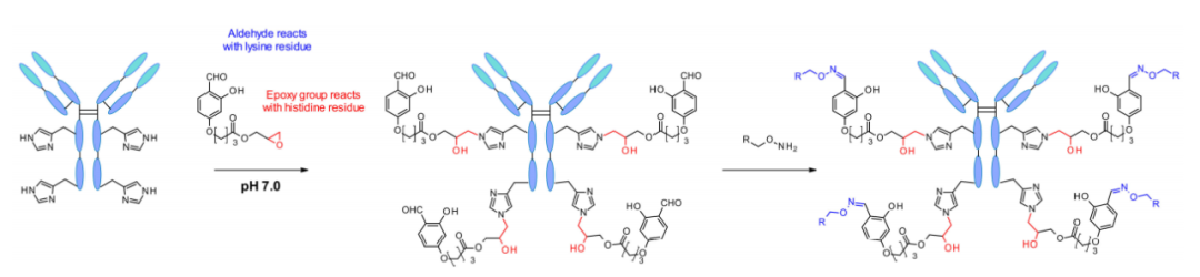 ADC Bioconjugation Technology