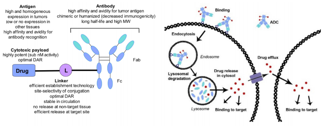 Overview of Antibody-Drug Conjugates (ADCs)