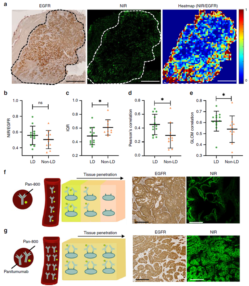 Bottlenecks in ADC Drug Efficacy