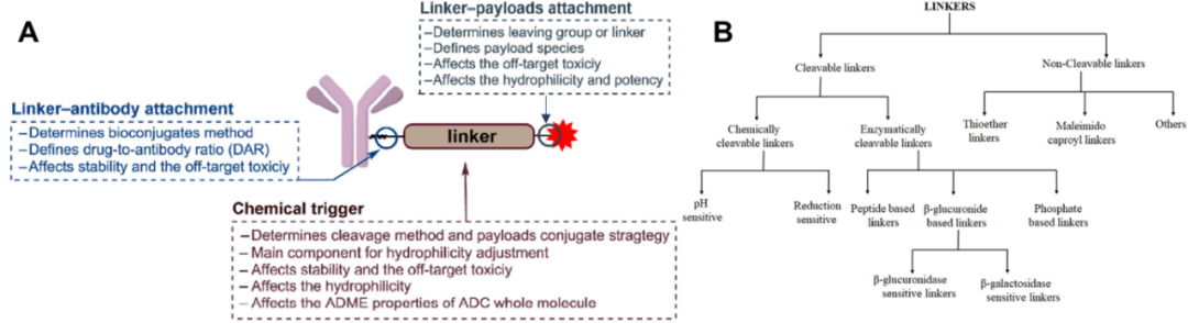 Classification, Cases, and Mechanism of Cleavable Linkers in ADC